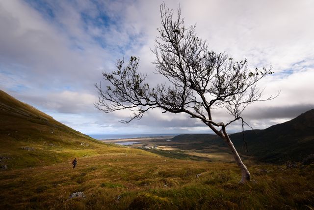 Un arbre solitaire